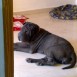 Xena,la Shar Pei guerrera
